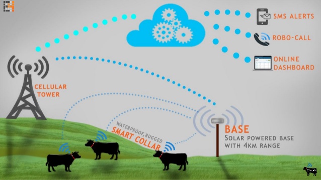 Nueva estrategia de WhatsApp para hacerlo más rentable 3 cowlar the smart collar for cows 7 638