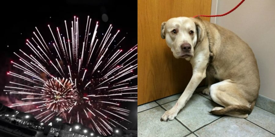 Spot muestra la desesperación que sufren los perros ante los fuegos artificiales 1 spot campaña pancho cavero