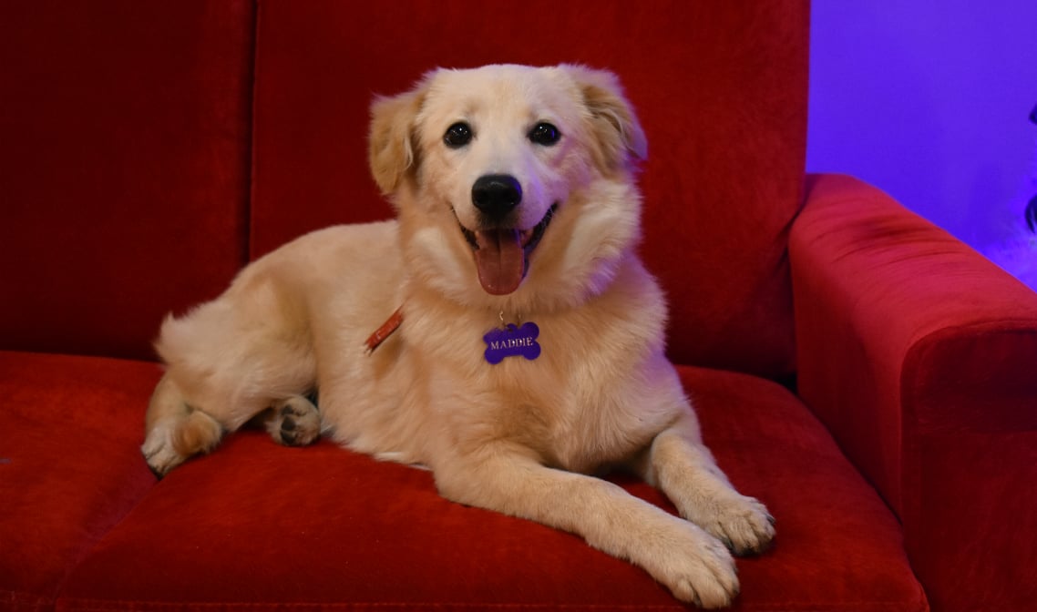 Maddie, la perrita adoptada que hoy vive en Madison MK Perú 15 DSC 0090