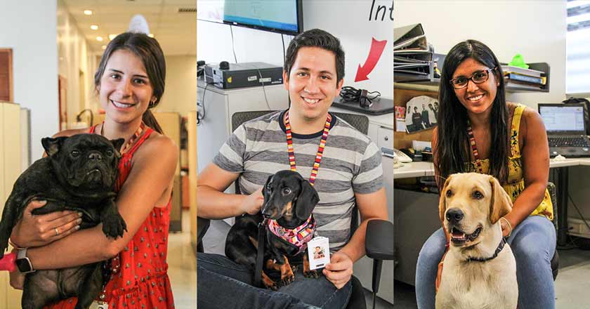 Así fue como Ripley abrió sus puertas a perritos de sus trabajadores 1 ripley ElAmorSiempreGana portal