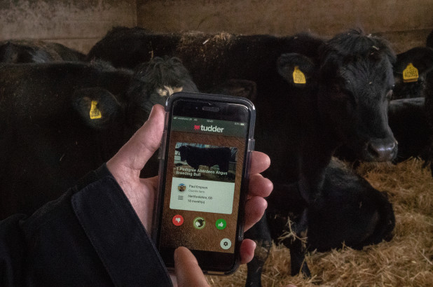 Lanzan app de citas para que vacas y toros hagan "match" 1 tinder for cows 240