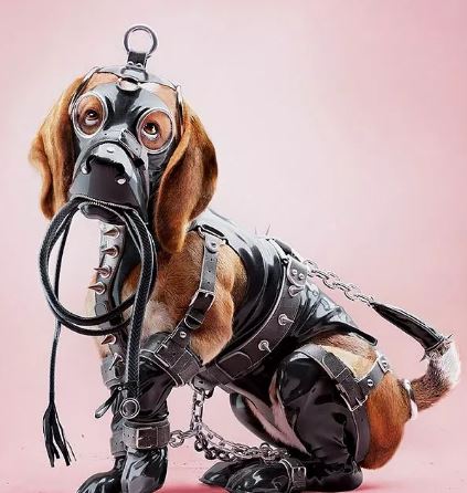 Organización alemana presenta campaña gráfica contra el maltrato animal 1 Captura 1