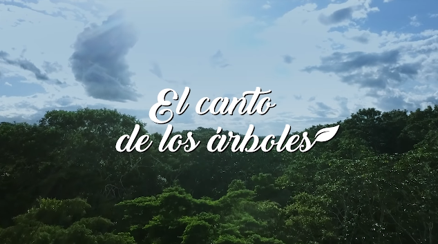 Árboles de la Amazonía peruana se expresan en la nueva campaña de AFP Habitat 1 el canto de los arboles afp habitat mccann campaña publicidad