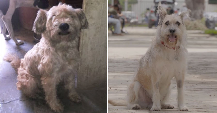 “Barbas”, el perrito abandonado que ahora tiene su propio programa de TV 1 perro que fue abandonado ahora tendra su programa historias de patas 1