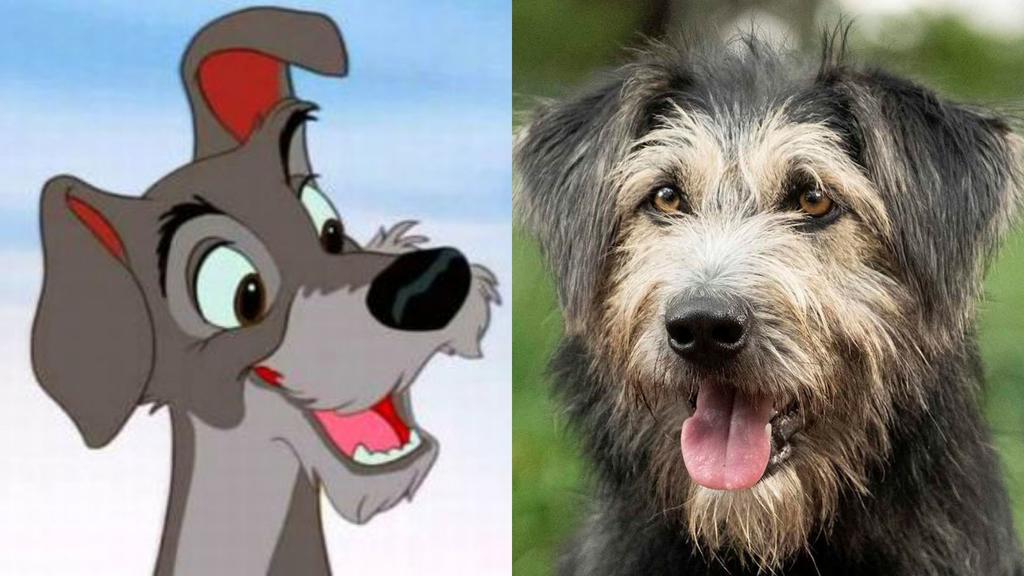 Perro callejero rescatado por Disney será el protagonista de “La dama y el vagabundo” 1 1216518