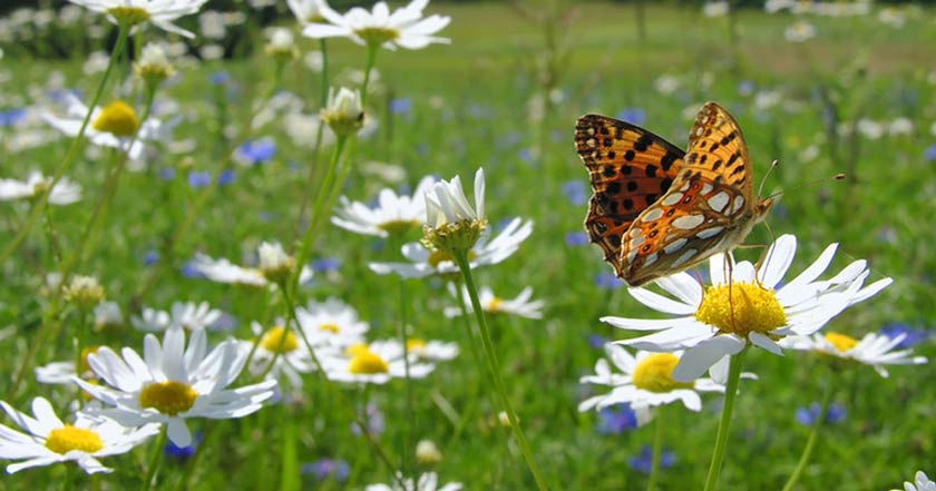 Herbal Essences da cátedra de cómo la publicidad exterior también puede ayudar al medio ambiente 1 herbal essences publicidad exterior mariposas flores medio ambiente