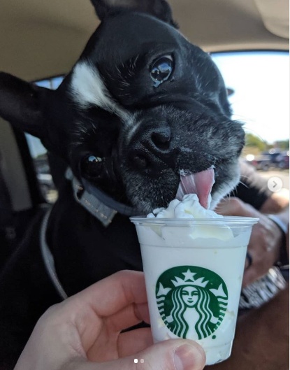 Así es Puppuchino, la nueva bebida para perros de Starbucks 1 stb