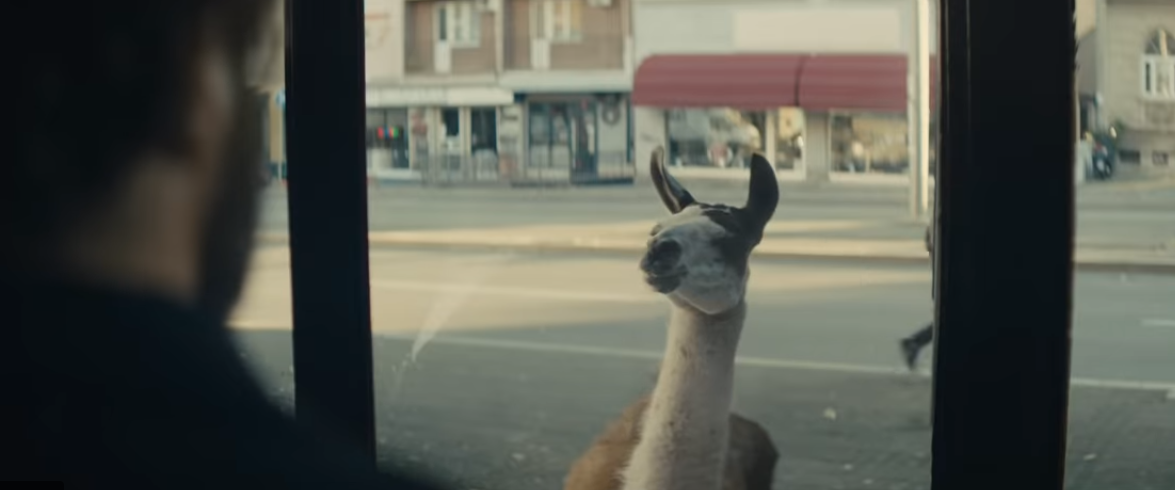 Llama peruana es protagonista de divertido comercial de Bosch 1 llamapollo