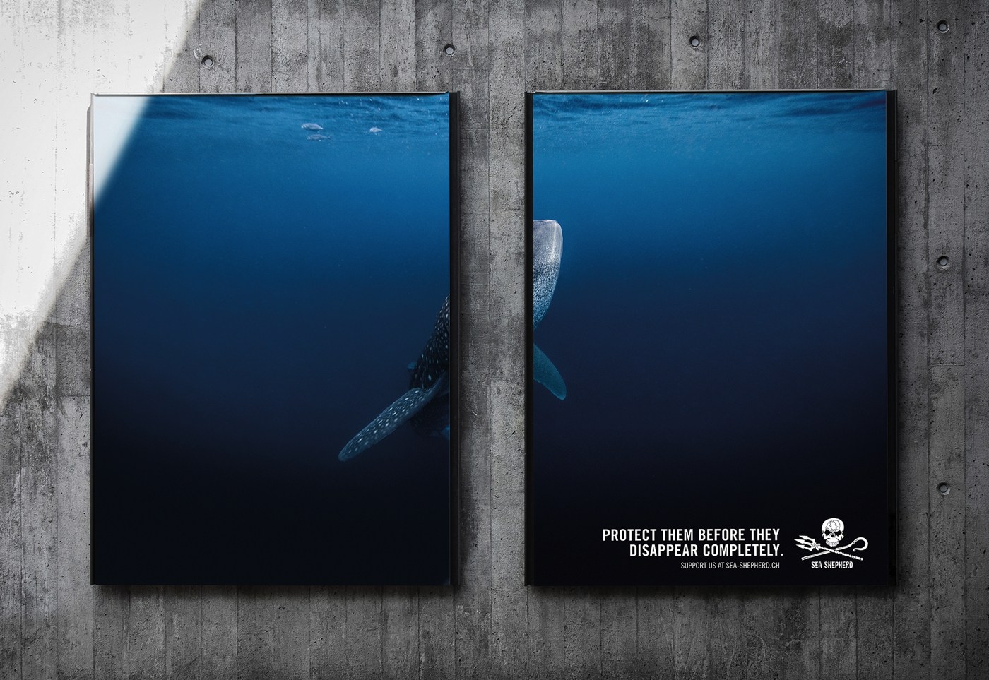 Vallas partidas a la mitad representan el peligro que enfrenta la fauna marina 1 seashepherd 0000