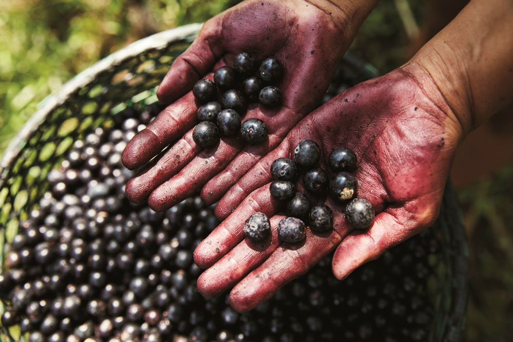 Natura es reconocida como la empresa cosmética más sustentable del mundo 1 catalogo de natura 2019