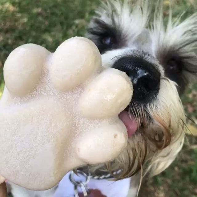 Doggy Pops