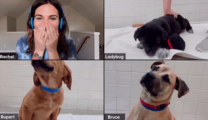 Pedigree promueve la adopción de perros por videoconferencia 1 pedigree dogs on zoom 00 700x406 1