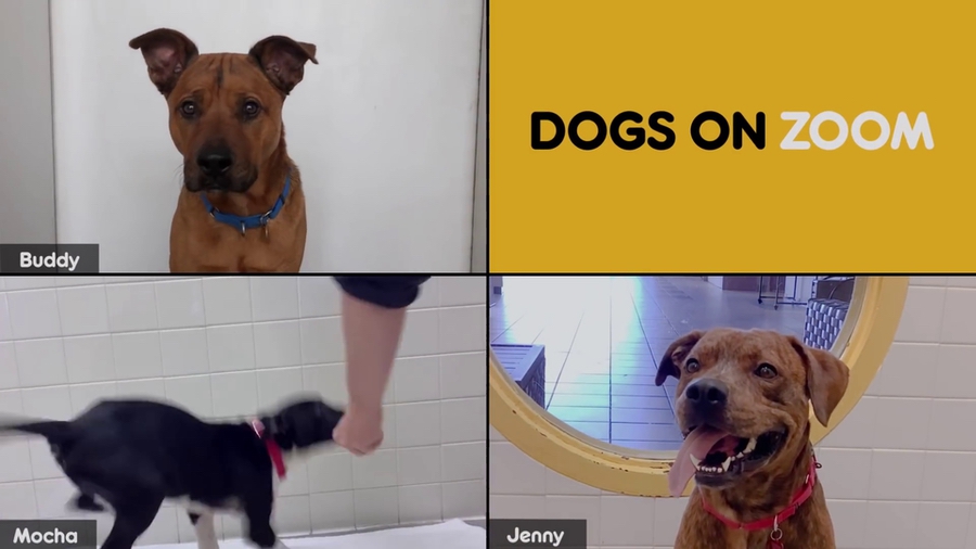 Pedigree promueve la adopción de perros por videoconferencia 2 perros