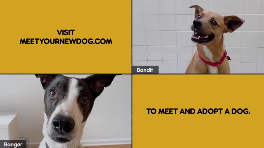 Pedigree promueve la adopción de perros por videoconferencia 3 perros