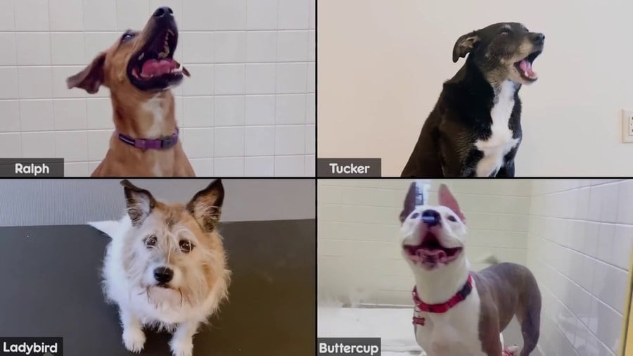 Pedigree promueve la adopción de perros por videoconferencia 4 perros