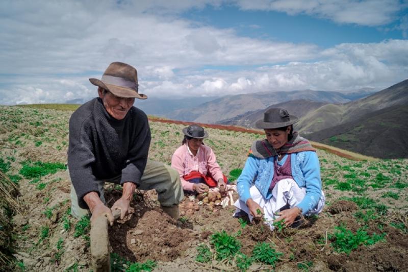 Minagri crea marketplace para agricultores 1 Minagri crea marketplace para agricultores