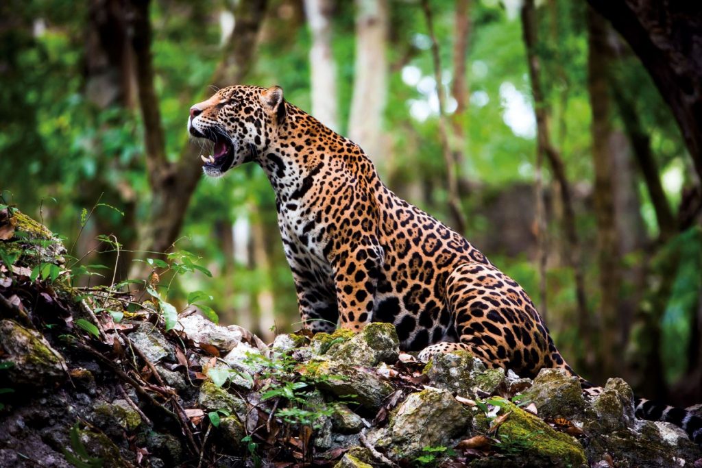 Campaña sobre la importancia del Jaguar para concientizar a la gente 