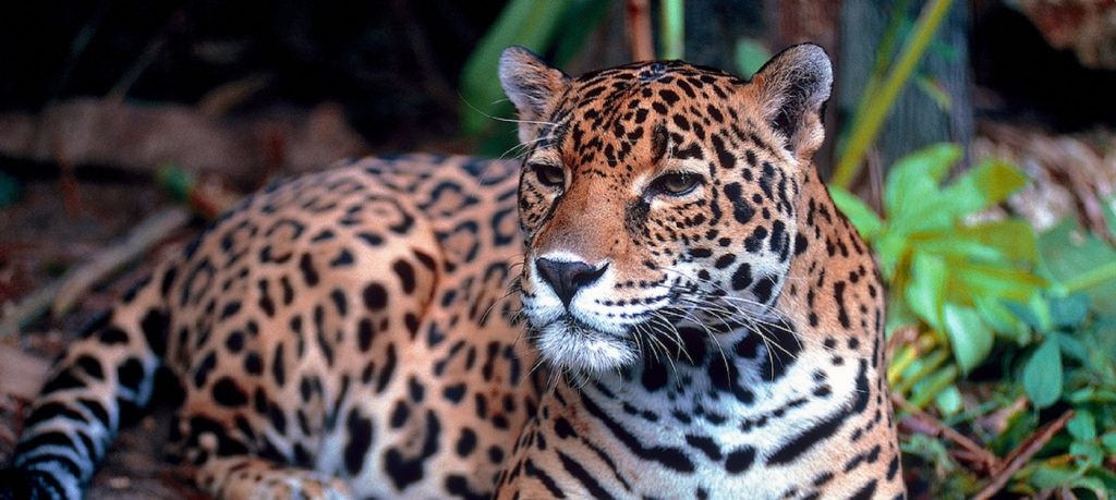 "Jaguaryu?" campaña
