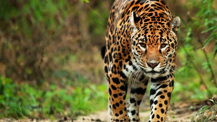 Campaña sobre el Jaguar