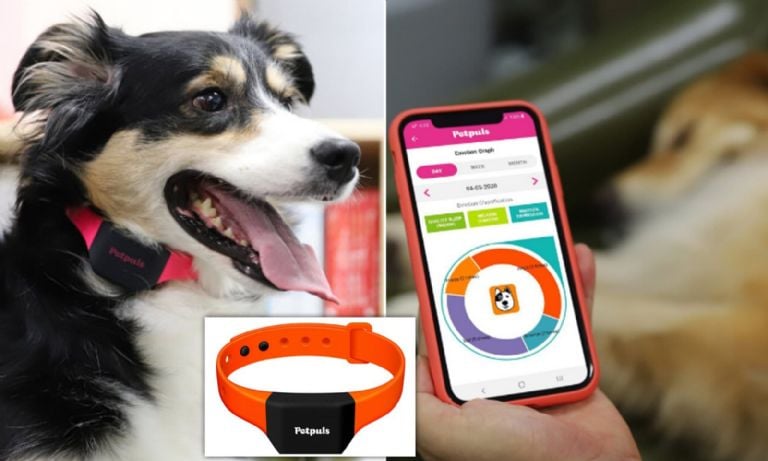 Con este collar inteligente podrás conocer el estado emocional de tu perro 1 petpuls