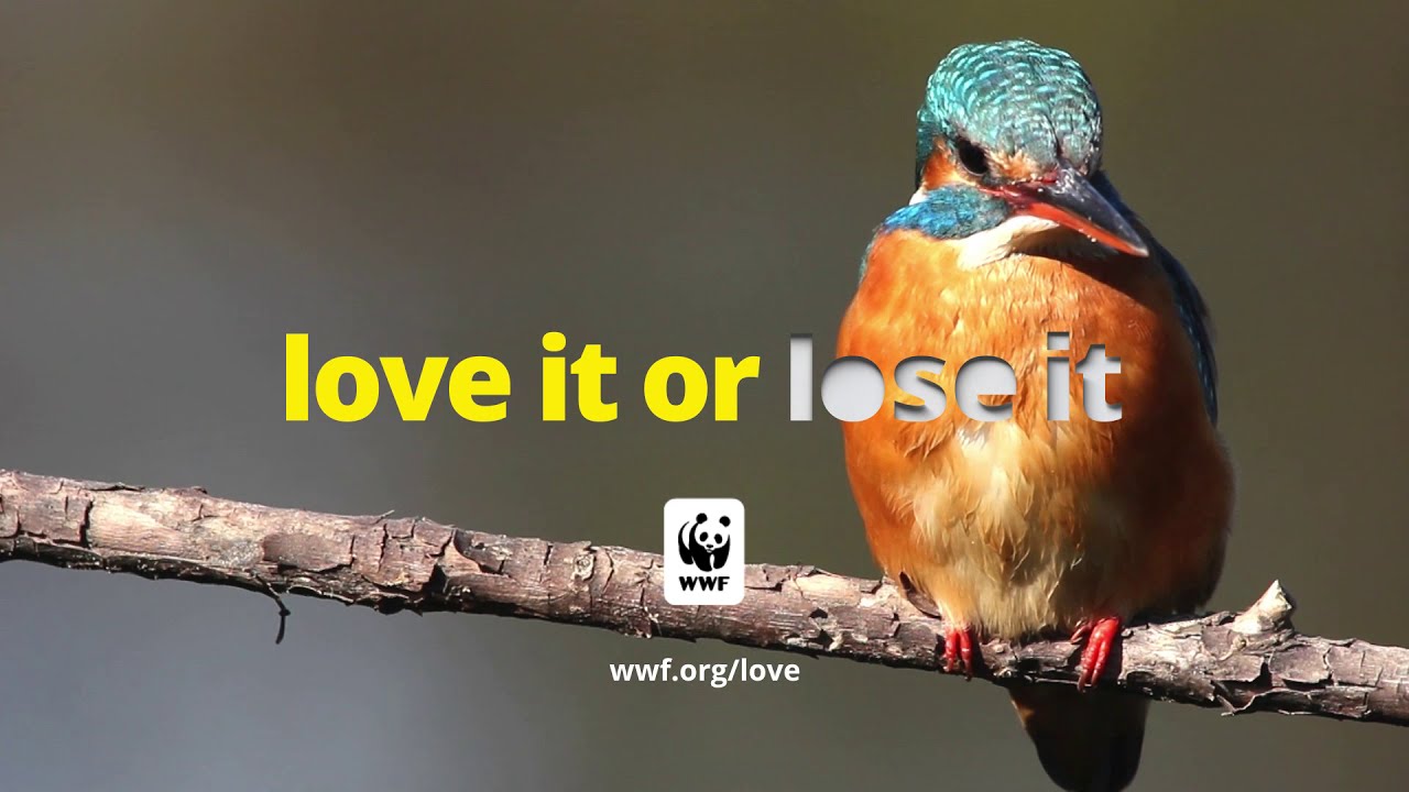 wwf love it