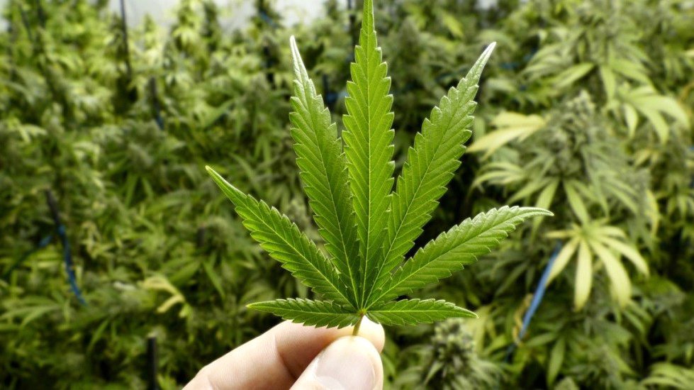 México se prepara para liderar un potente mercado tras la legalización de la marihuana 1 marihuana.original