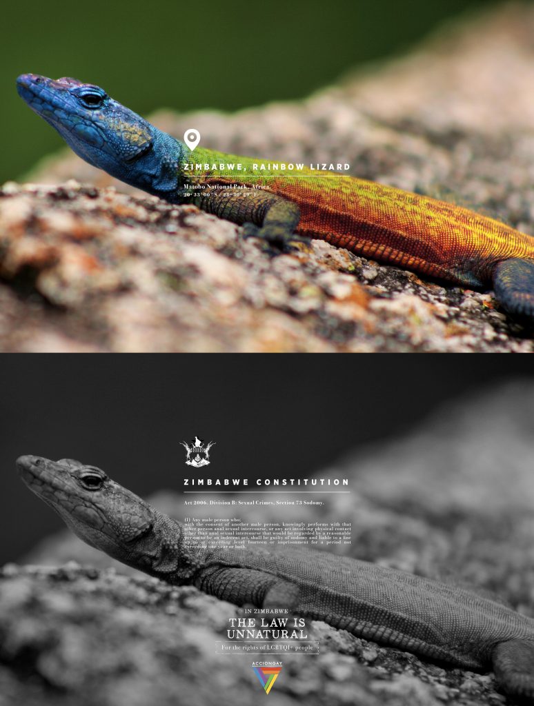 accion gay zimbabwe