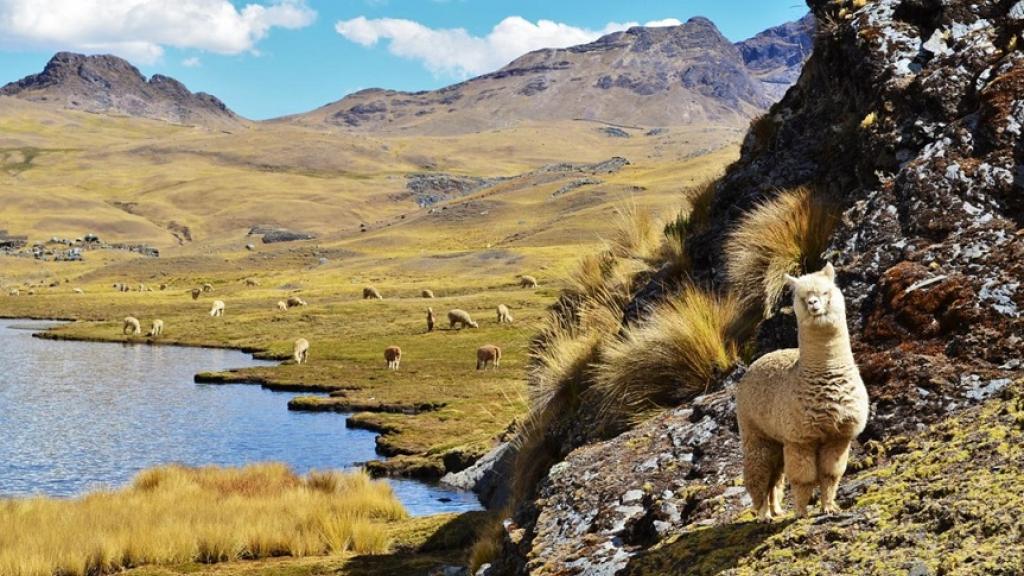 Perú: Turismo y Alpaca encuentran una ventana de exposición en WeChat, la app más importante de China 1 000518181