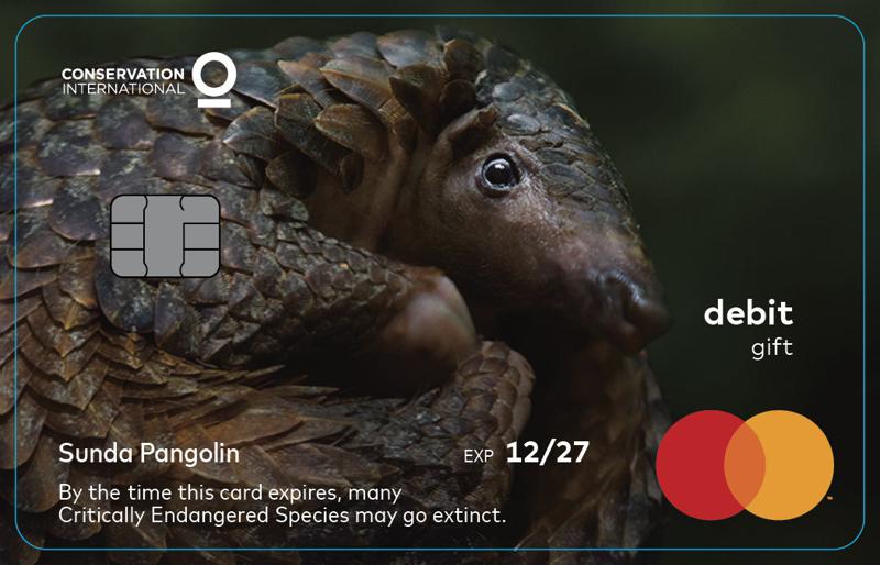 Mastercard alerta sobre vida silvestre en extinción con esta campaña diseñada por McCann 3 mastercard3