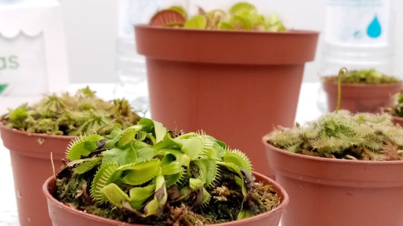 Bokitas: Así es el primer ecommerce de plantas carnívoras en Perú 1 smart