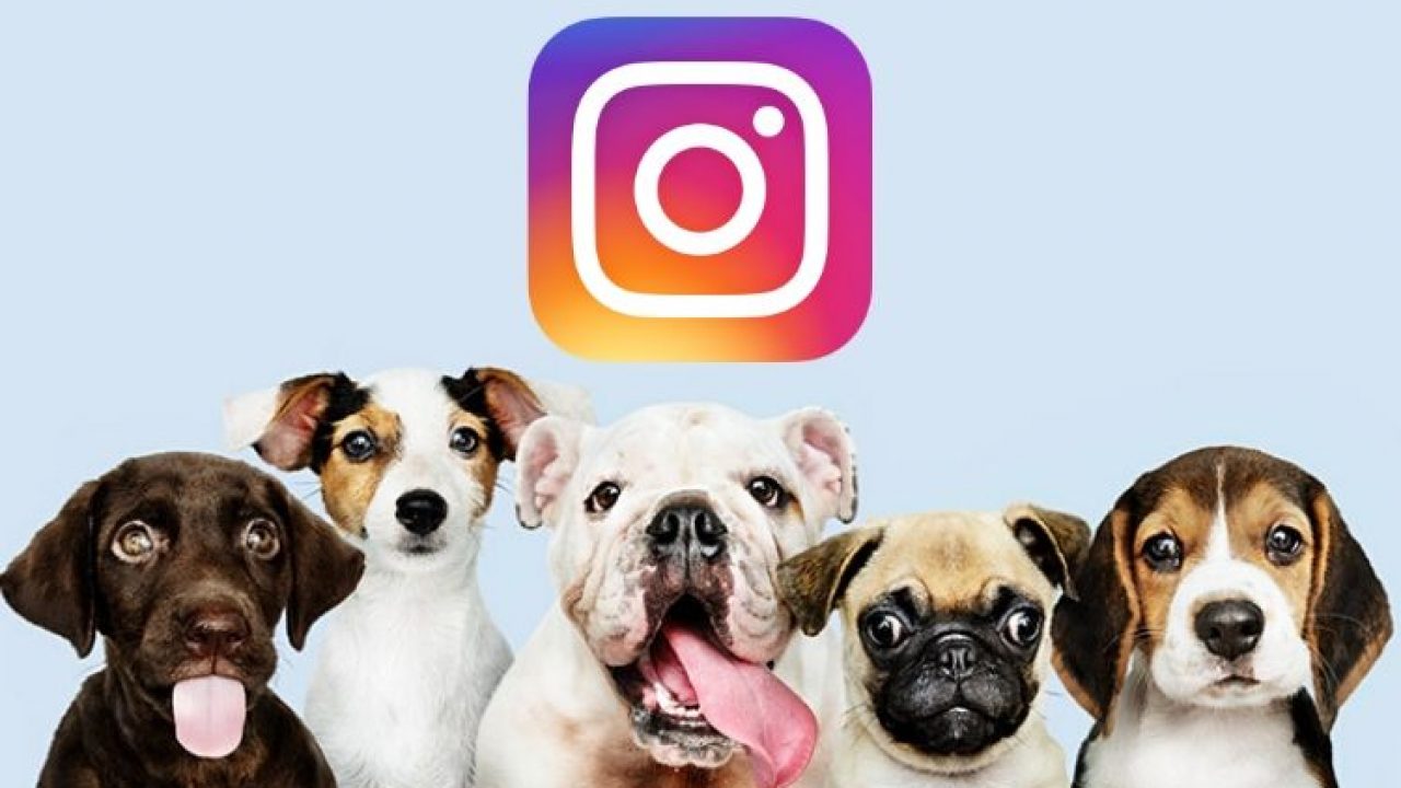 ¿Cuáles son los dogfluencers que se roban el patrocinio de las marcas? 1 dogfluencers