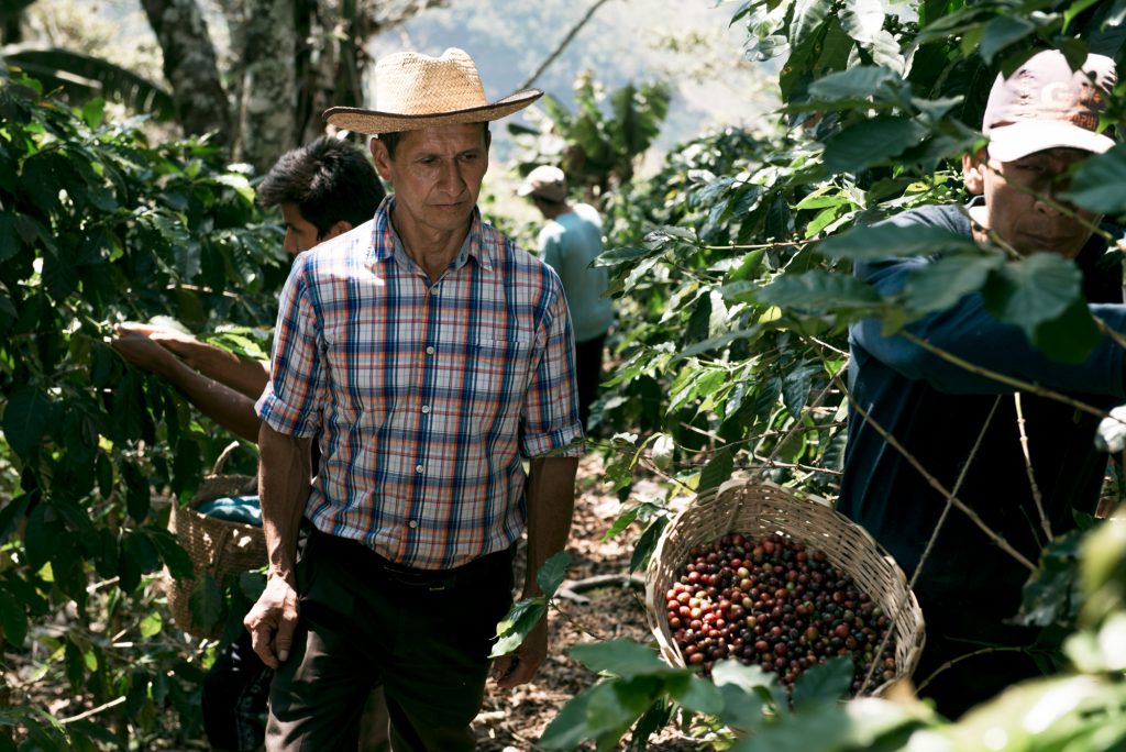 Caficultores Perú 3