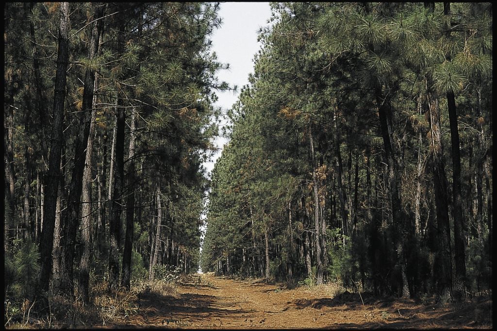 Proyecto forestal en Prata High Res 5668