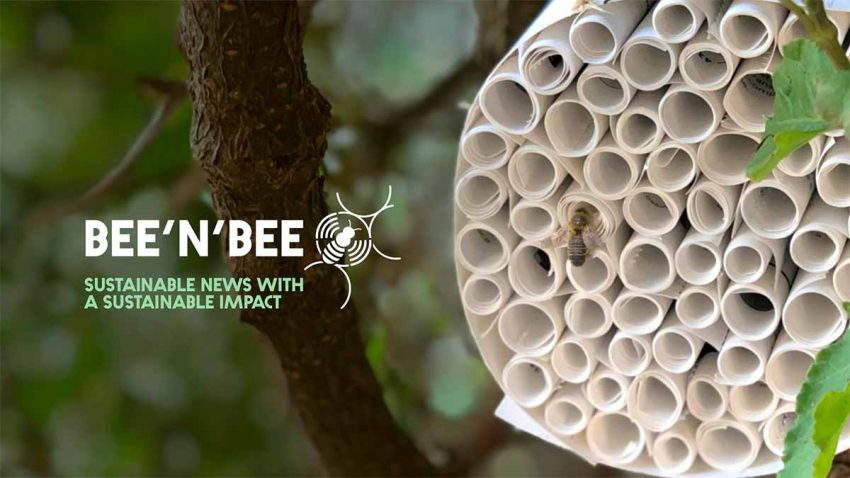 Creativos construyen hoteles artificiales para preservar abejas en peligro de extinción 1 betc abejas 850x478 1