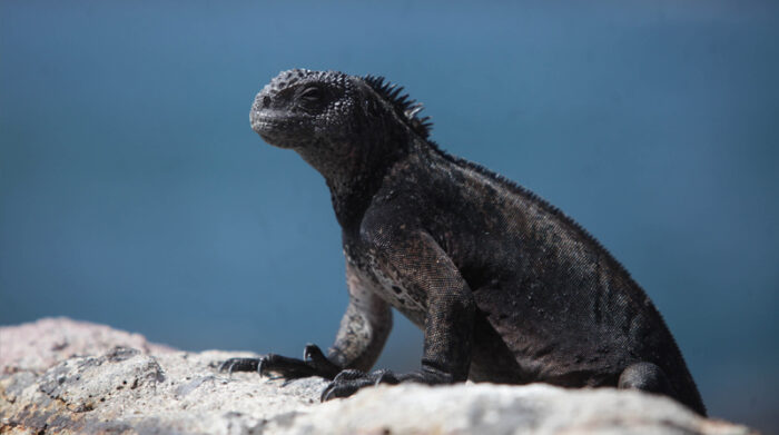 Ecuador potenciará su marca país para competir con Perú 2 marca pais 700x391 2