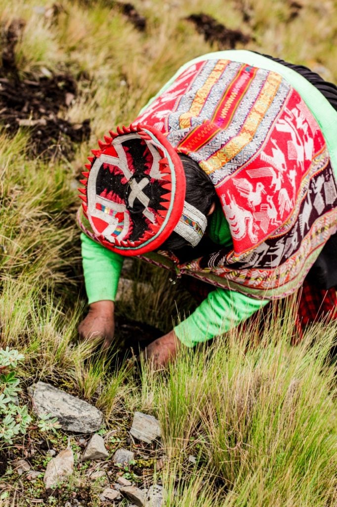 Morbo: la marca peruana que contribuye con la reforestación del árbol de la Queñua 4 WhatsApp Image 2022 03 03 at 9.36.04 AM