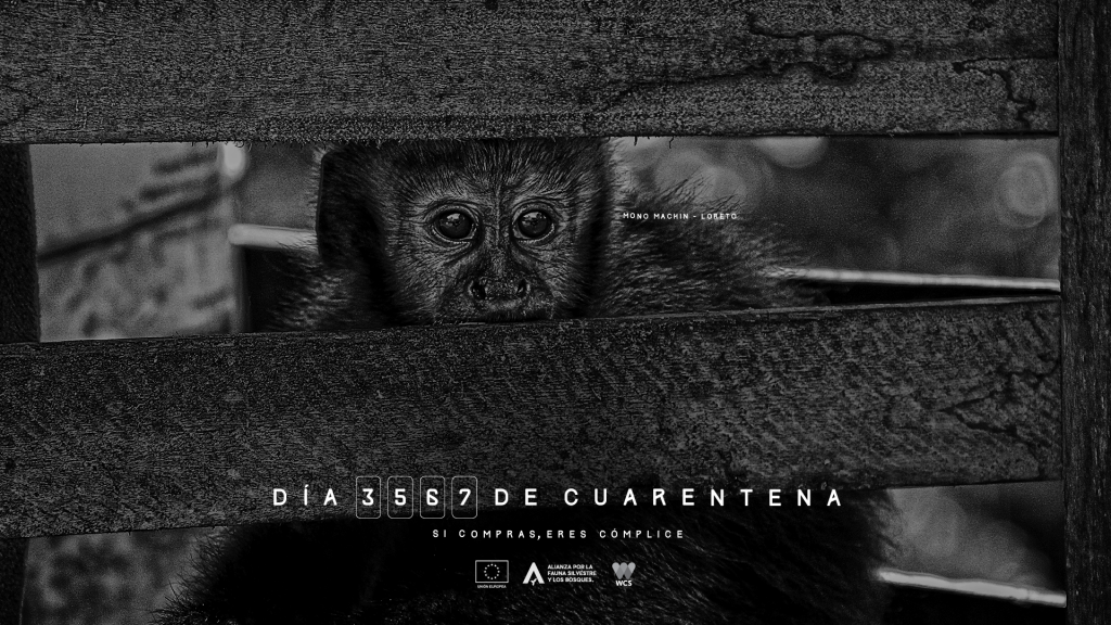 121Latam cumple 20 años con una nueva propuesta que integra creatividad, ciencia y tecnología 8 wcs 01