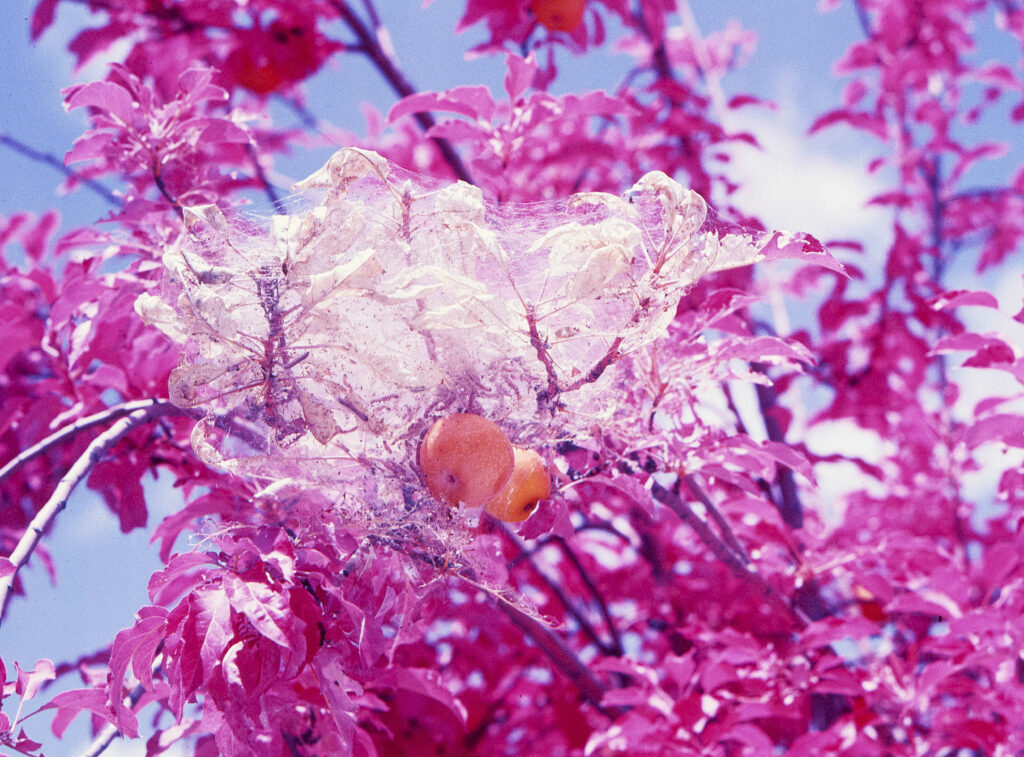 Sony World Photography Awards 2023