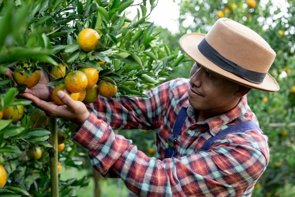 ¿Jugo de naranja en el desayuno? Una tradición instalada por el marketing 2 jugo naranja desayuno marketing