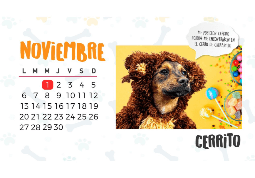 Lanzan calendario de perritos para promover su adopción 4 noviembre 1