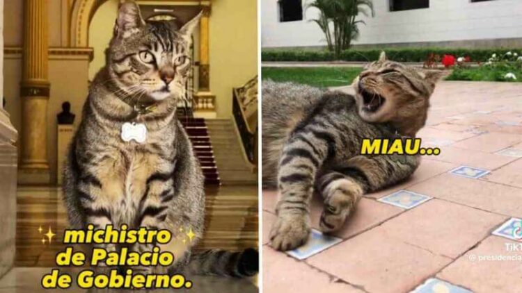 ¿Por qué un gato es la nueva estrategia comunicacional del Palacio de Gobierno en TikTok? 1 Por qué un gato es la nueva estrategia comunicacional del Palacio de Gobierno en TikTok