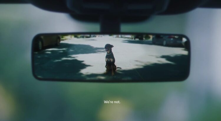 El amor no toma vacaciones, la campaña que busca combatir el abandono de mascotas en las fechas de descanso