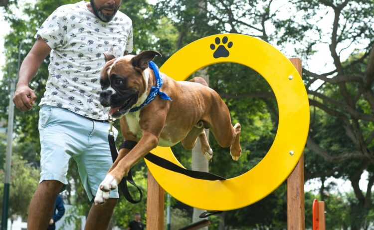 Hush Puppies dona áreas de juego para mascotas en Barranco y San Isidro 1 433140643 739655664942251 381779795811040614 n