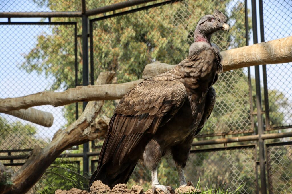 Gloria lanza álbum de realidad aumentada para dar a conocer especies en peligro de extinción 3 gloria 1