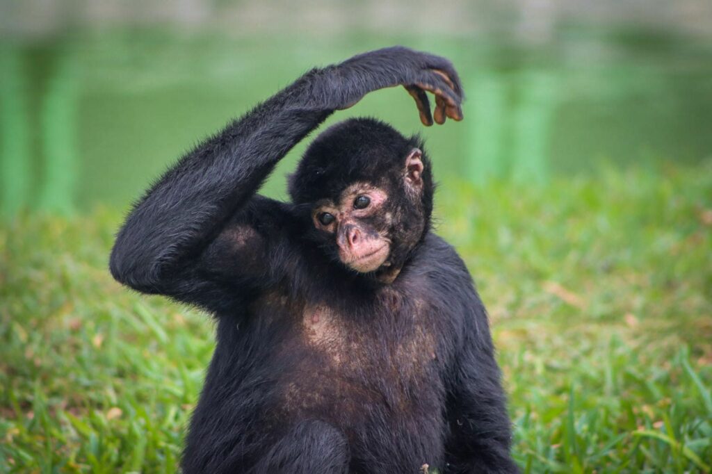 Gloria lanza álbum de realidad aumentada para dar a conocer especies en peligro de extinción 2 gloria