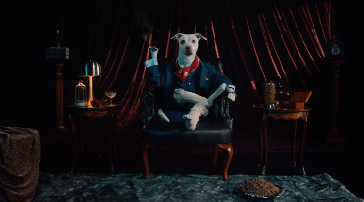 Sugar Doggies, el proyecto de Potro Lima que te convencerá de adoptar un perro adulto 1 Sugar Doggies