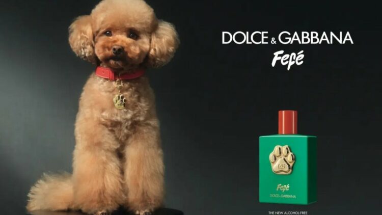 Dolce&Gabbana lanza Fefé, su primer perfume para perros: ¿Cuál es su precio? 1 b52a45e3 037f 4a9a 9063 aa53e9d8c8e0