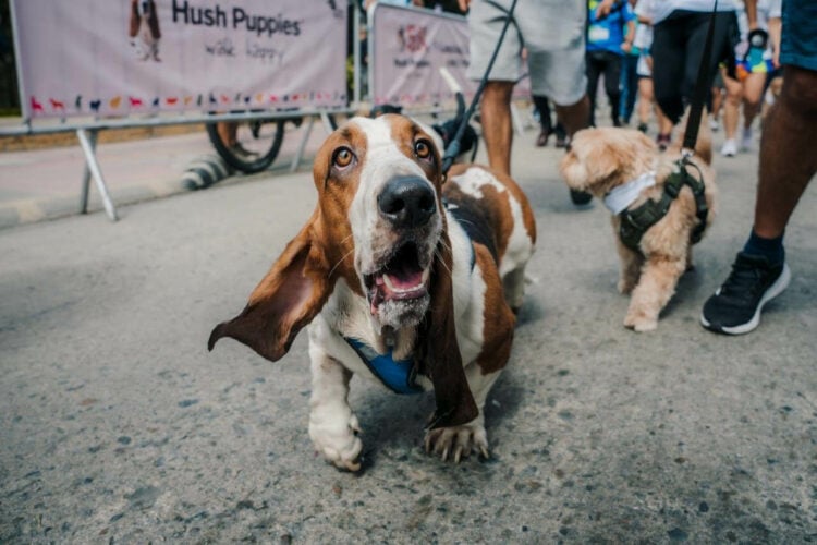Hush Puppies Walk Happy 5K: la VI caminata familiar con perros en beneficio de Voz Animal 1 Hush Puppies Walk Happy 5K
