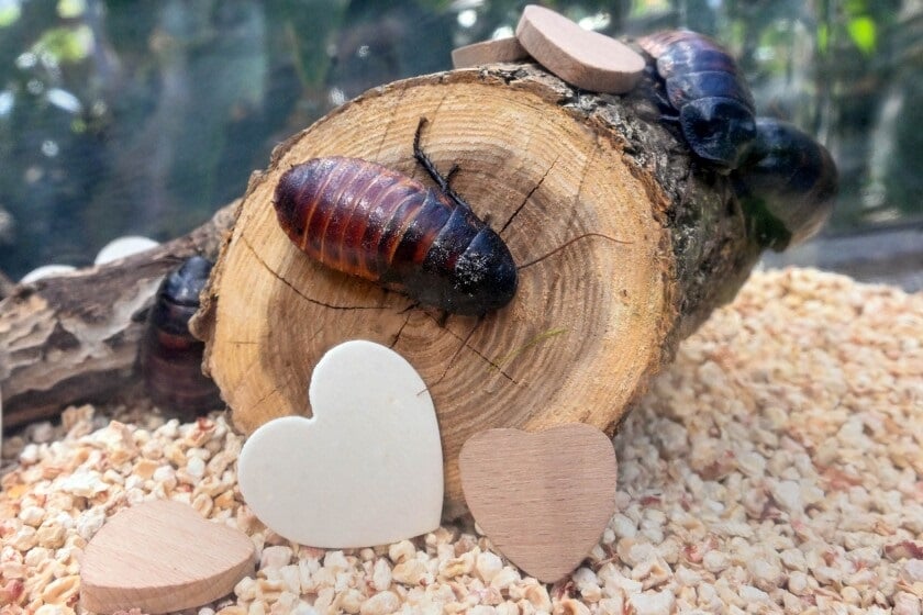 Campaña de San Valentín ofrece bautizar a una cucaracha con el nombre de tu ex 2 Cucaracha ex