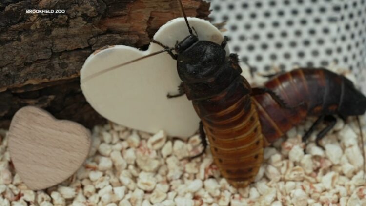 Campaña de San Valentín ofrece bautizar a una cucaracha con el nombre de tu ex 1 Cucaracha ex